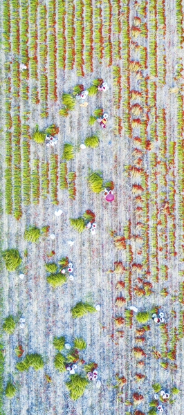 秋收辣！直擊漯河臨潁辣椒秋收，場(chǎng)面壯觀