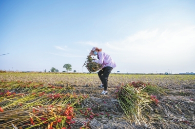 秋收辣！直擊漯河臨潁辣椒秋收，場(chǎng)面壯觀
