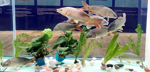 鯉魚無處不在！它的強大適應能力從哪兒來？