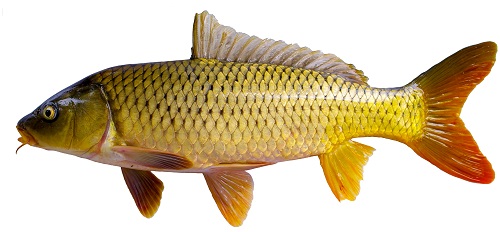 鯉魚無處不在！它的強大適應能力從哪兒來？