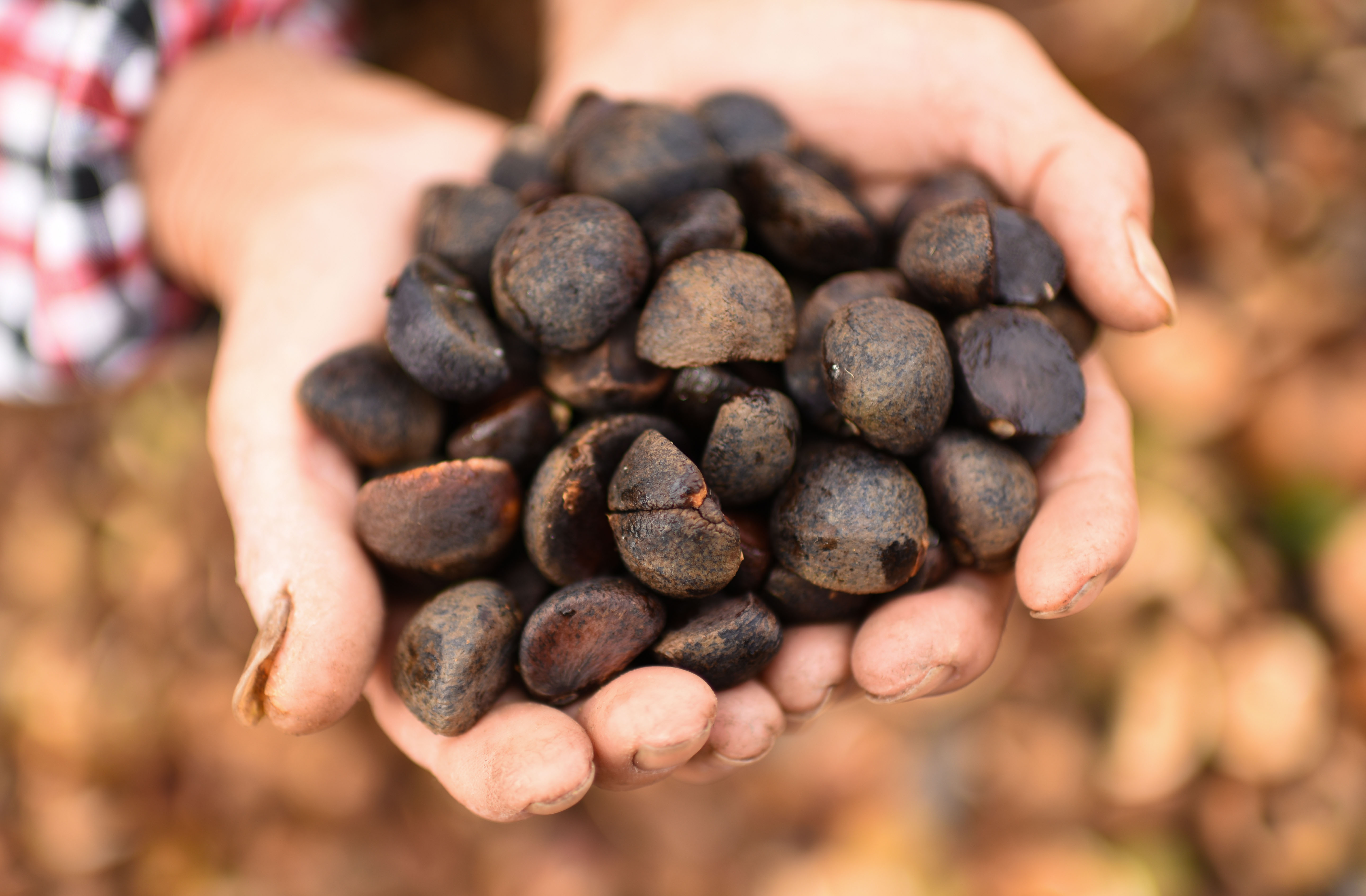 各地重拳打擊套牌侵權(quán)、“三無”種子見實(shí)效