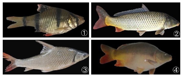 鯉魚無處不在！它的強大適應能力從哪兒來？
