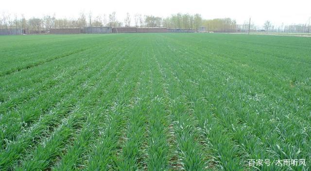 如何種足種好今年冬小麥？我省印發(fā)《關(guān)于小麥晚播的技術(shù)指導(dǎo)意見》