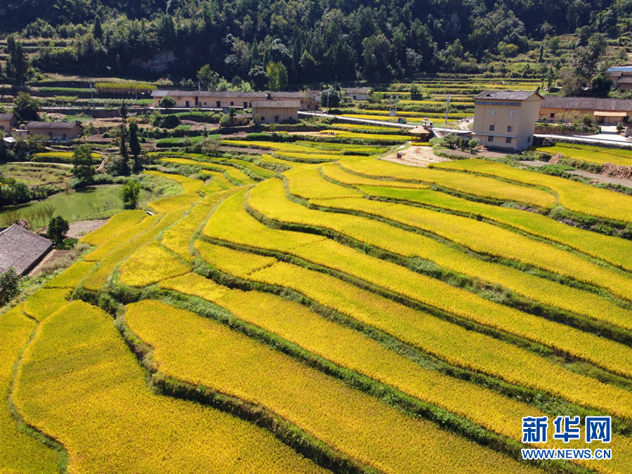 走進鄉(xiāng)村看小康丨湖北巴東牛洞坪村：層層梯田遍地金 稻谷豐收美如畫