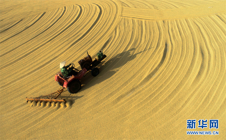 【“飛閱”中國】豐收的畫卷，真美！
