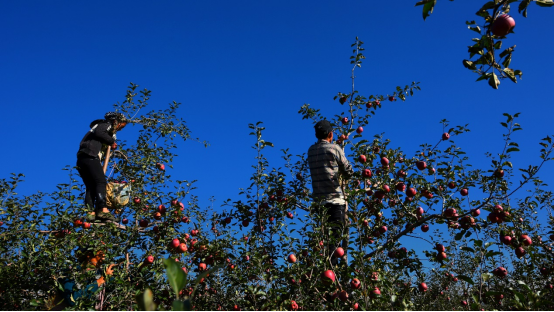 從“丑蘋(píng)果”到“網(wǎng)紅蘋(píng)果”：鹽源蘋(píng)果借力電商走出大涼山