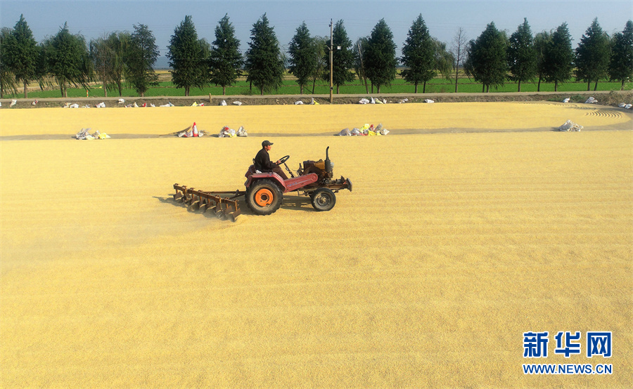 【“飛閱”中國】豐收的畫卷，真美！