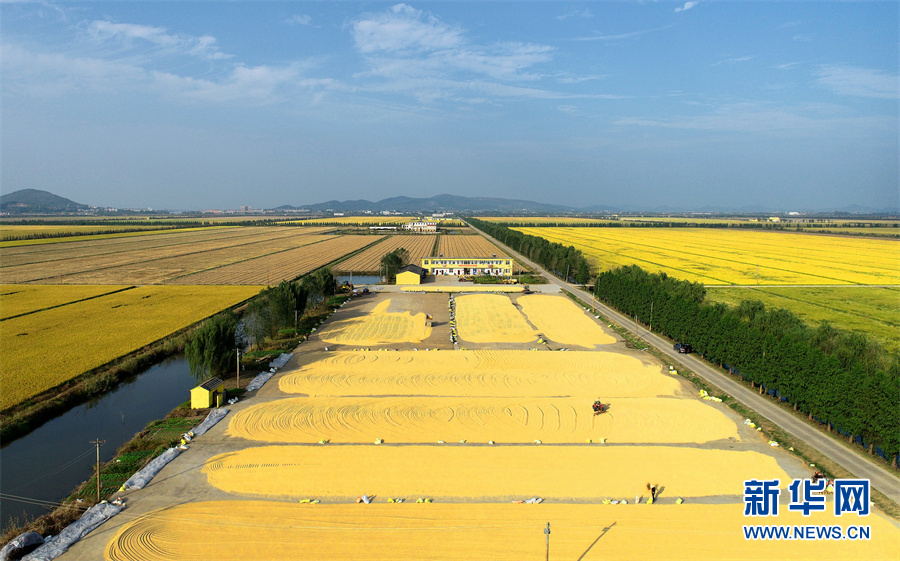 【“飛閱”中國】豐收的畫卷，真美！