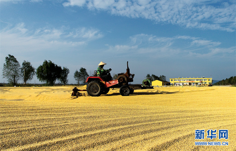 【“飛閱”中國】豐收的畫卷，真美！