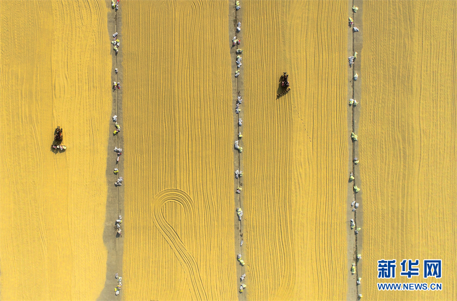 【“飛閱”中國】豐收的畫卷，真美！