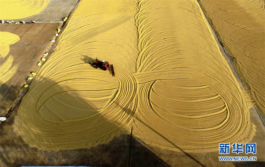 【“飛閱”中國】豐收的畫卷，真美！