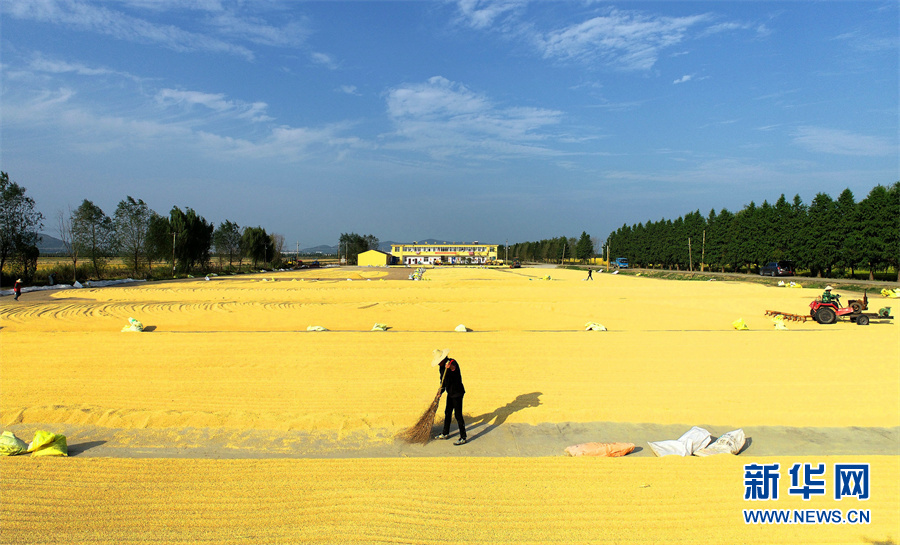 【“飛閱”中國】豐收的畫卷，真美！