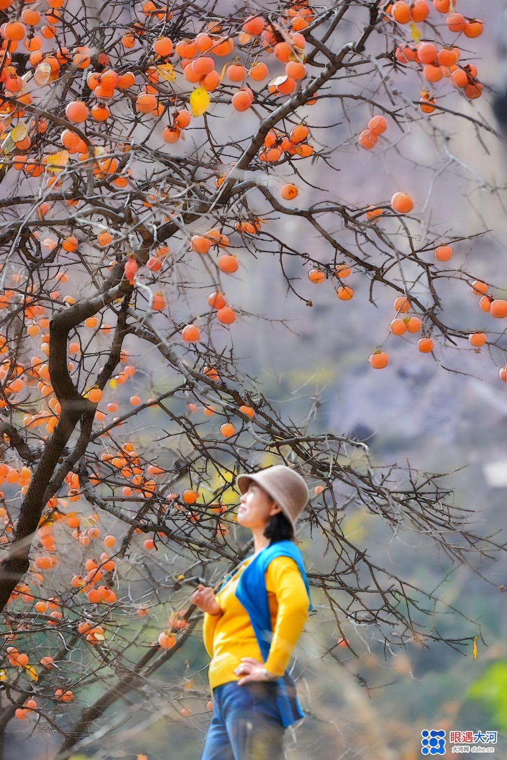 萬(wàn)柿如意，喜柿連連