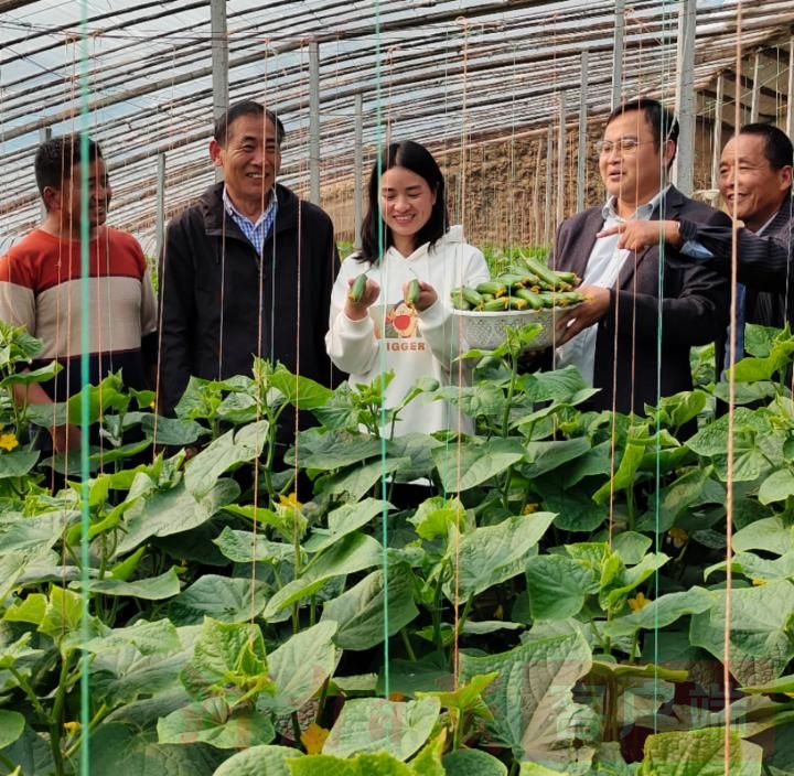 3000座溫棚，產(chǎn)值3億元！寧陵縣程樓鄉(xiāng)小黃瓜做活致富大文章