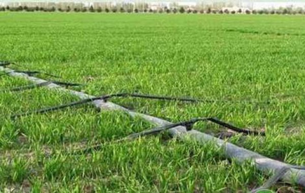 今年我省會迎來冷冬嗎？ 專家提醒：強(qiáng)化麥田管理，保苗安全越冬
