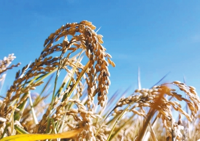 足足生長184天！ 駐馬店留莊水稻豐收 還成了致富金招牌