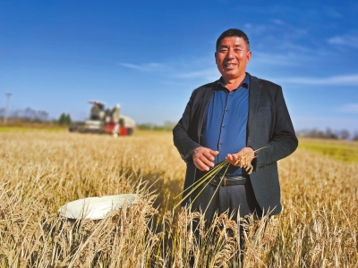 足足生長184天！ 駐馬店留莊水稻豐收 還成了致富金招牌