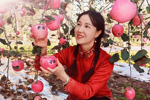 三門峽的蘋果紅了！今年產(chǎn)量約19.7億公斤