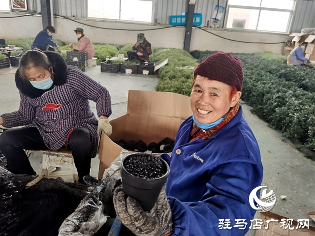 河南駐馬店:仿真花成農(nóng)民致富花