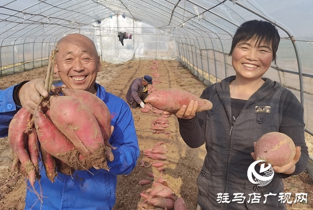 駐馬店驛城區(qū)：多產穩(wěn)增收 拓展致富路