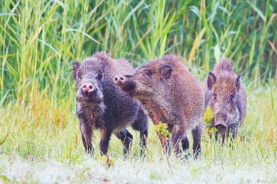 擬被“保護動物名錄”除名 “橫行無忌”的野豬可以捕殺了？