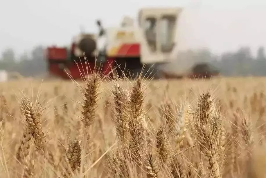 新收集農(nóng)作物種質(zhì)資源2.08萬份，加快構(gòu)建商業(yè)化育種體系—— 打好種業(yè)翻身仗，又有新動(dòng)作