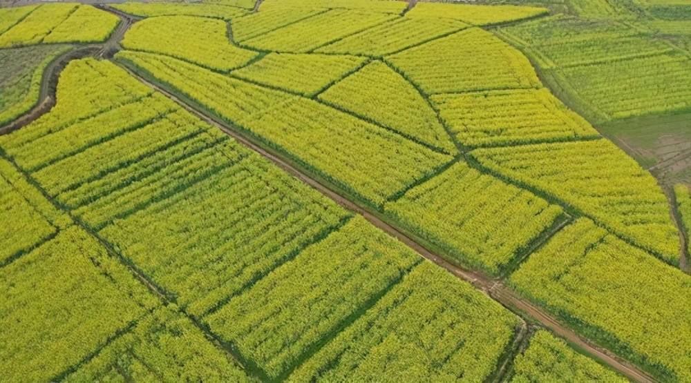 河南將新建高標準農(nóng)田756萬畝確保糧食產(chǎn)量1300億斤以上