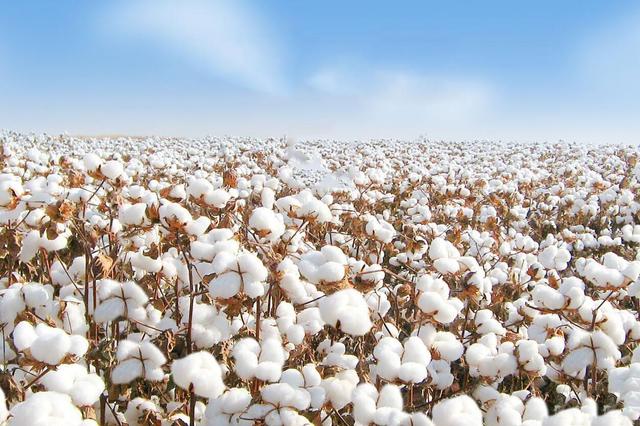 陸宴輝：棉花種到哪里，植保衛(wèi)士就扎根到哪里