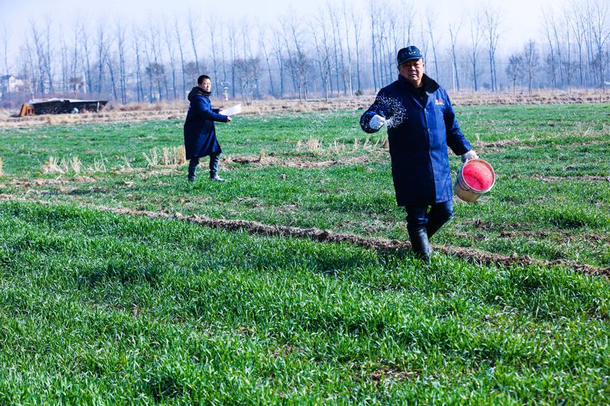 人勤春來(lái)早麥田管理忙