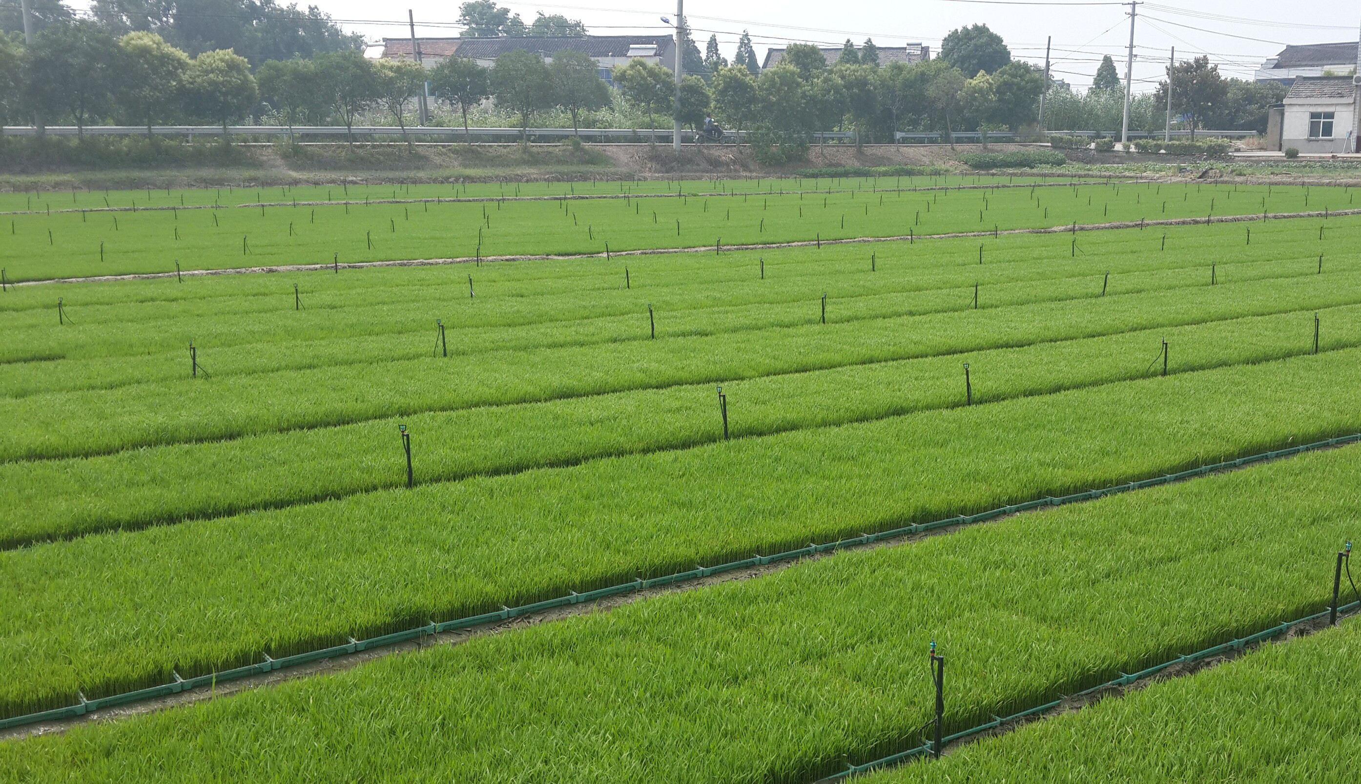 嚴(yán)守耕地紅線！河南印發(fā)通知嚴(yán)格耕地保護(hù) 嚴(yán)防強(qiáng)行毀麥占地