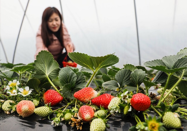 河南寶豐：草莓成熟樂了市民富了農民
