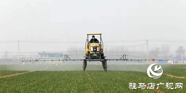 駐馬店市農業(yè)農村局:加強春季麥田管理 助力夏糧豐收