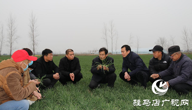 駐馬店市農業(yè)農村局:加強春季麥田管理 助力夏糧豐收