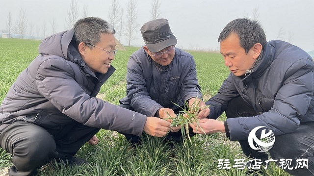 駐馬店市農業(yè)農村局:加強春季麥田管理 助力夏糧豐收