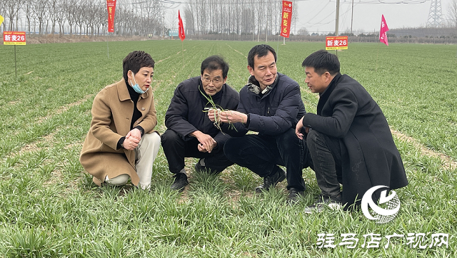 駐馬店市農業(yè)農村局:加強春季麥田管理 助力夏糧豐收