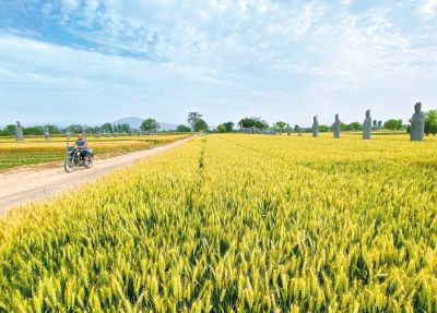 中央一號文件發(fā)布！落實“飯碗主要裝中國糧”河南這樣部署