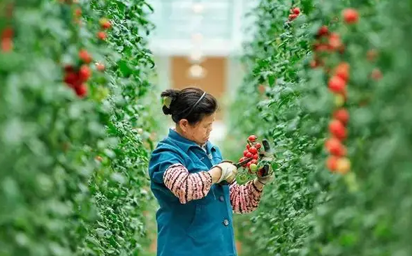 我國(guó)著力推進(jìn)農(nóng)業(yè)轉(zhuǎn)移人口市民化