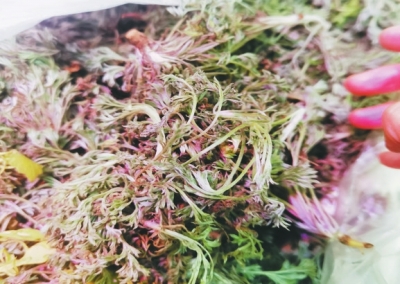 時令野菜走進超市 哪些新鮮野菜可嘗？快收好這份野菜食譜