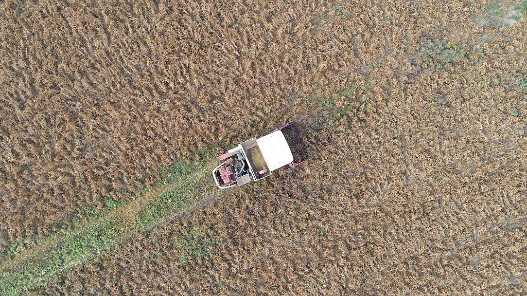 春事看農(nóng)桑丨播下好種子，豐收有底氣