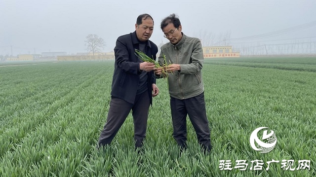 當日預訂三萬畝地！六豐農(nóng)業(yè)百農(nóng)607觀摩訂貨會火爆收官