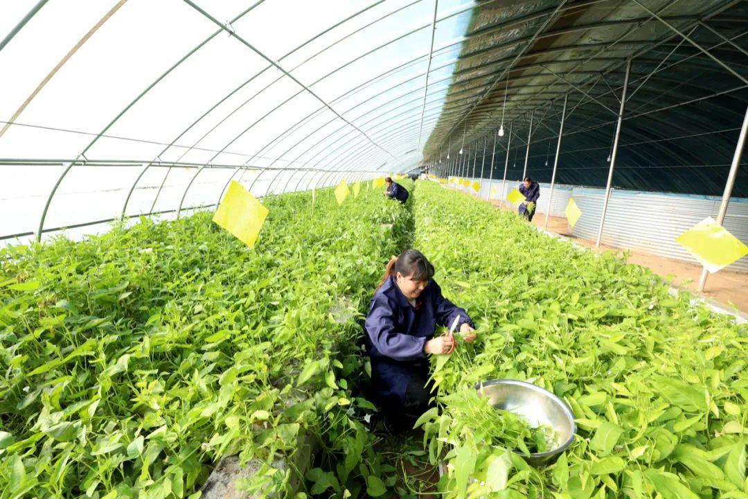 春事看農(nóng)桑丨播下好種子，豐收有底氣