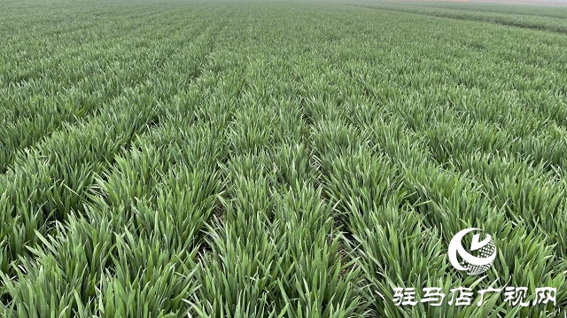 當日預訂三萬畝地！六豐農(nóng)業(yè)百農(nóng)607觀摩訂貨會火爆收官