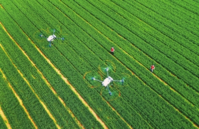 糧食有效供給咋保障——透視今年省委一號(hào)文件系列報(bào)道