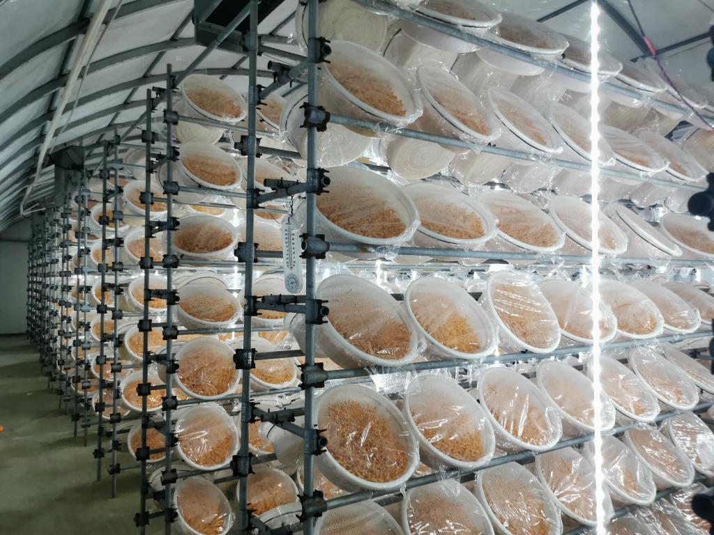 新華全媒+丨科學(xué)種糧·智能育菇·數(shù)字養(yǎng)魚——一個(gè)國家現(xiàn)代農(nóng)業(yè)示范區(qū)的轉(zhuǎn)型見聞