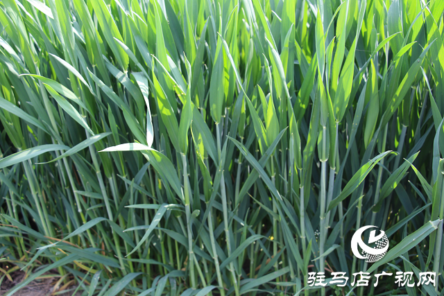 駐馬店市農(nóng)技植保站:加強(qiáng)小麥中后期管理 確保夏糧豐收
