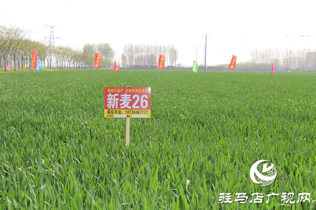 駐馬店市農(nóng)技植保站:加強(qiáng)小麥中后期管理 確保夏糧豐收