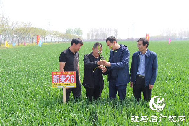 駐馬店市農(nóng)技植保站:加強(qiáng)小麥中后期管理 確保夏糧豐收