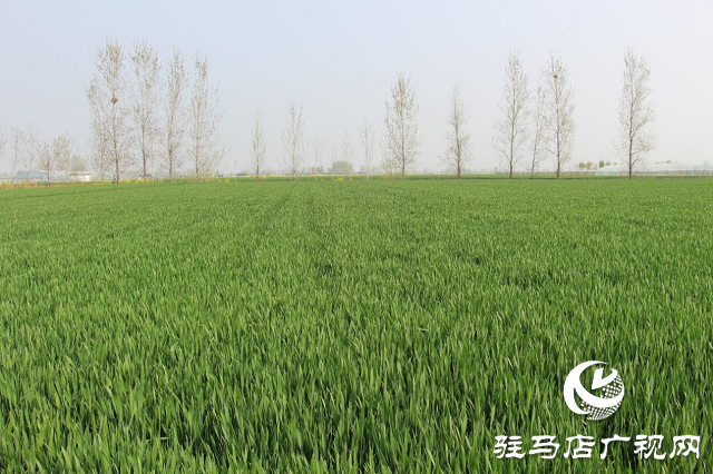 駐馬店市農(nóng)技植保站:加強(qiáng)小麥中后期管理 確保夏糧豐收