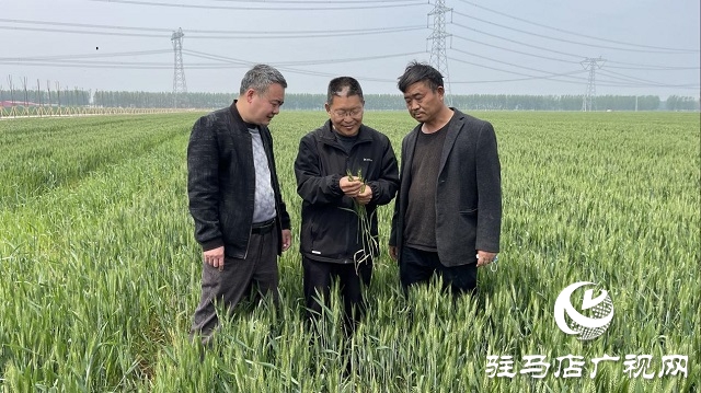 駐馬店市小麥重大病蟲害統(tǒng)防統(tǒng)治現(xiàn)場會(huì)相繼召開