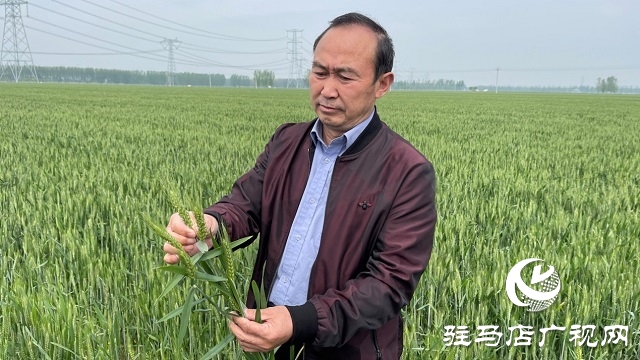 駐馬店市小麥重大病蟲害統(tǒng)防統(tǒng)治現(xiàn)場會(huì)相繼召開